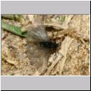 Stylops melittae - Faecherfluegler m48 5mm.jpg